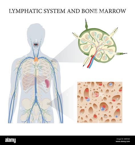 Lymphatic system and bone marrow Stock Photo - Alamy