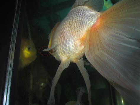 Male Vs Female Goldfish