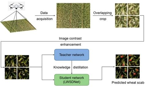 LWSDNet: A Lightweight Wheat Scab Detection Network Based on UAV Remote ...