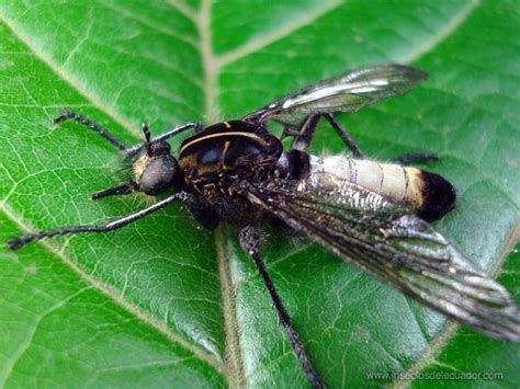 Insectos del Ecuador