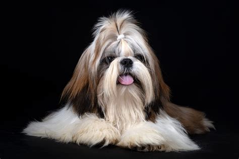 How To Identify A Purebred Shih Tzu: The Ultimate Guide