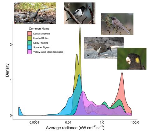Generalists are the most urban-tolerant birds - The Australian Museum Blog