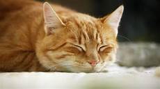 katzen von pflanzen fernhalten so erkennen sie ob ihre katze schmerzen hat b z berlin katzen von pflanzen fernhalten so erkennen sie ob ihre katze schmerzen hat b z berlin
