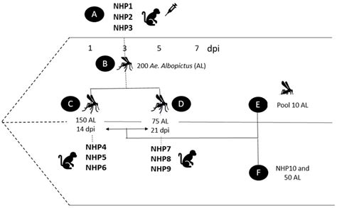 Vector Competence of Aedes albopictus for Yellow Fever Virus: Risk of ...