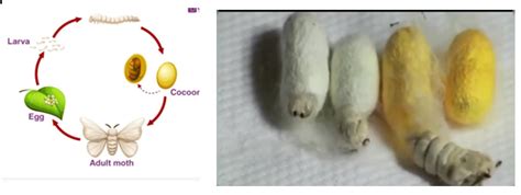 Image result for Embedded Object Drawing