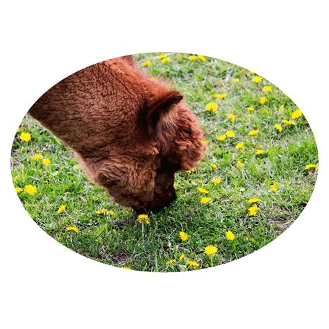 Josephine County Farm Collective