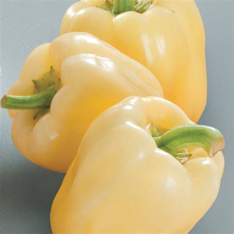 Live Blonde Bell Pepper Plant - White Bell Pepper - Live Plant - Free ...