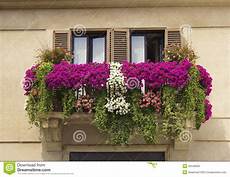 fiori a casa balcone decorato con le petunie dei fiori fotografia stock fiori a casa balcone decorato con le petunie dei fiori fotografia stock