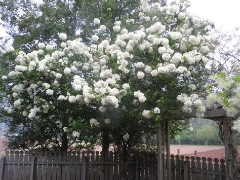 How To Prune A Viburnum Bush at Brooke Plume blog