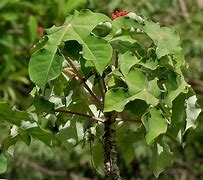 Image result for Toamasina Madagascar Plant