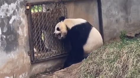 全球唯一圈养棕色大熊猫“七仔” 首次成功自然交配 - 中国网
