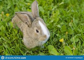 Image result for Little Bunny Rabbit