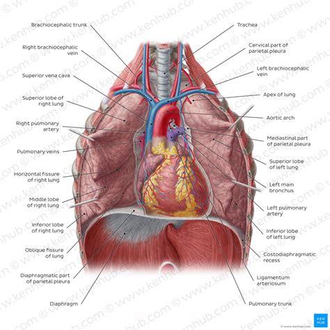 Lung: Anatomy, blood supply, innervation, functions | Kenhub