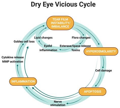 The Potential Role of Regulated Cell Death in Dry Eye Diseases and ...