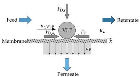 A Hydrodynamic Approach to the Study of HIV Virus-Like Particle (VLP ...