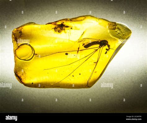 Amber insect hi-res stock photography and images - Alamy