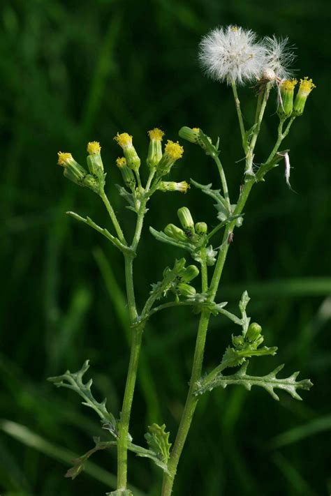 Senecio vulgaris L.