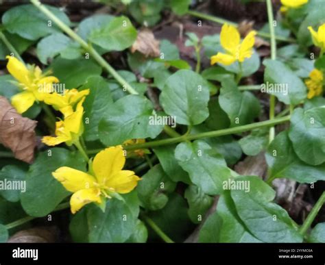 creeping Jenny (Lysimachia nummularia Stock Photo - Alamy