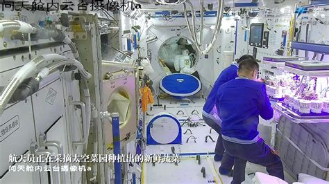 神十七乘组太空菜园“收菜”画面公布：航天员采摘新鲜蔬菜并品尝