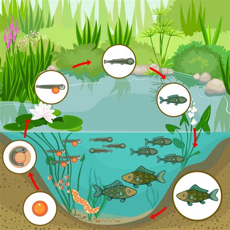 Lakes And Ponds Food Web Pond Food Web | TPT
