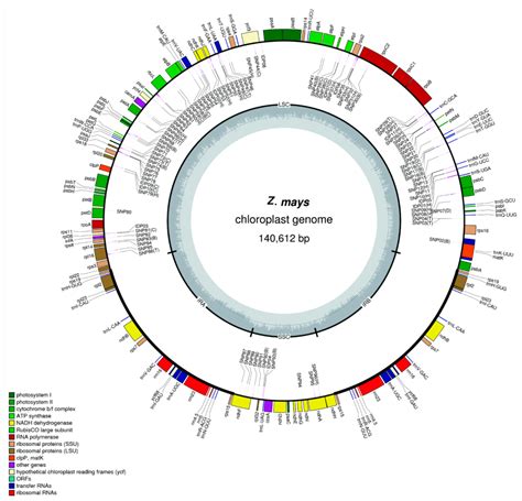 A Scalable and Robust Chloroplast Genotyping Solution: Development and ...