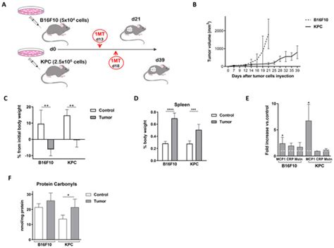 Tryptophan Modulation in Cancer-Associated Cachexia Mouse Models