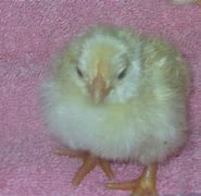 Image result for Baby Chick Easter Egg