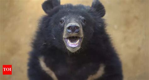 Grizzly Bear: Tragedy strikes Banff National Park: Grizzly bear kills ...