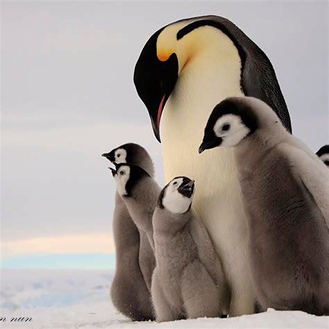 Baby Emperor Penguin