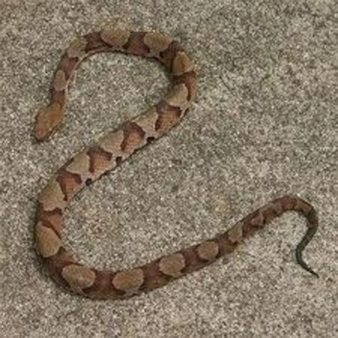 Copperhead Snake Pictures
