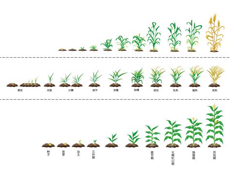 水稻是怎么种植的-百度经验