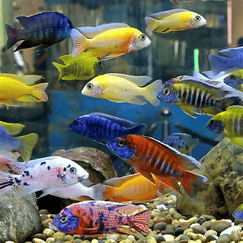 Peacock Cichlid Fish Assorted Pack (2 Inches) Pack Of 5 (Random ...