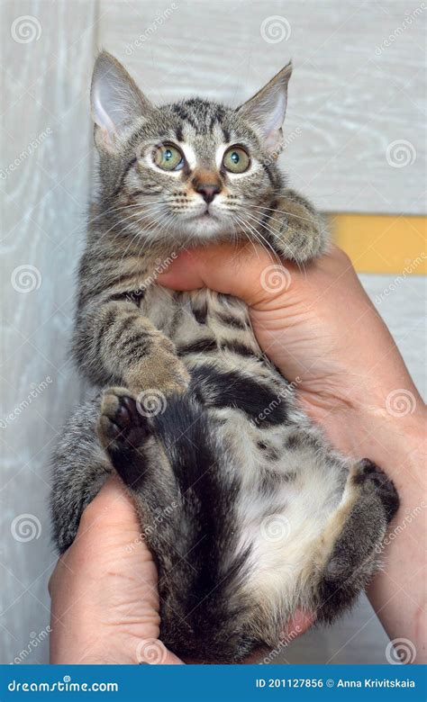 Cute Tabby Kitten Three Months Old in Hands Stock Photo - Image of ...