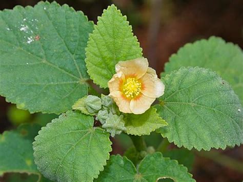 Buy Kerala Ayurveda Ksheerabala Thailam 450ml| Foot Massage Oil | For ...