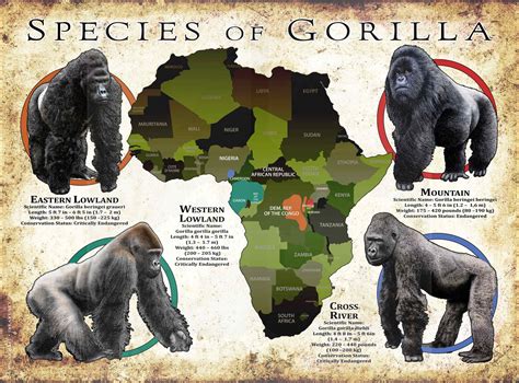 Mountain Gorilla Habitat Map