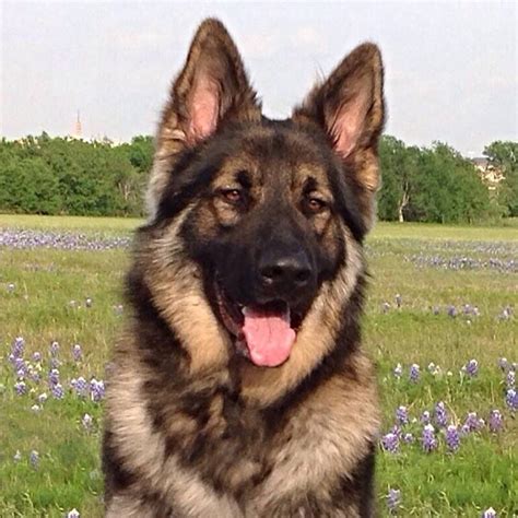 Shiloh Shepherd Texas at Noah Hargrave blog