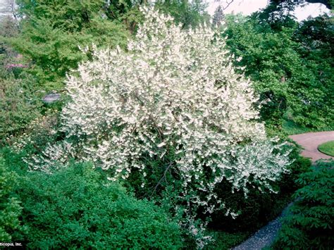 Carolina Silverbell Tree: Transform Your Garden Paradise – Grow Billion ...