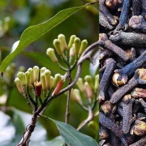 Plants Point Clove Plant Price in India - Buy Plants Point Clove Plant ...