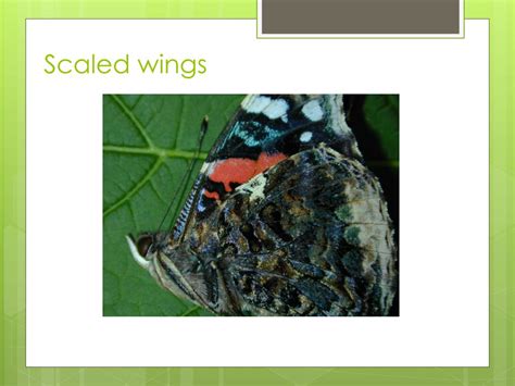 Insect Order Classification Chart 的图像结果