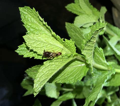 Pincher bugs: what are they, and why are there so many this year? - The ...