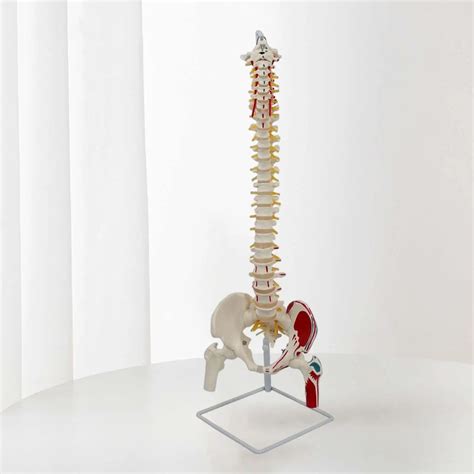 Spinal Cord Model