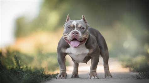 The Allure of the American Bully