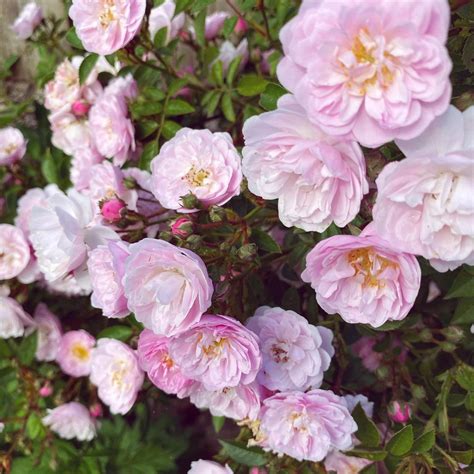 Best Miniature Rose Bushes at Caren Knuckles blog