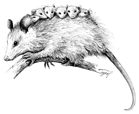 Cute Possum Drawing