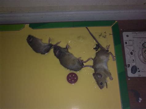 餐厅（饭店）有老鼠怎么办_海恒环境