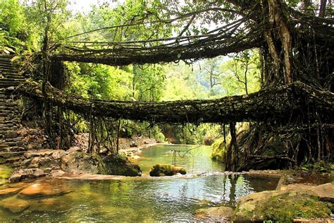 The extraordinary Living Root Bridge in Meghalaya, India - A Revolving Compass...