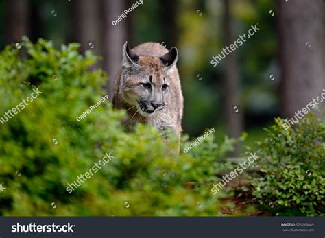 Dangerous Mountain Lion Green Forest Wildlife Stock Photo 571263889 ...