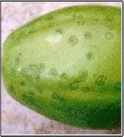 TNAU Agritech Portal :: Crop Protection