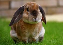 Image result for Bunny Bite Wound