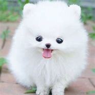 Image result for Small Pomeranian Puppy